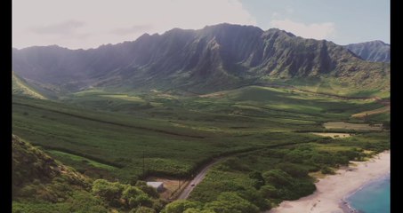 Forest 4K Beautiful Nature Scenery