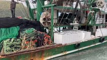 Karadeniz'de hamsi bereketi: Balıkçılar tonlarca hamsiyle döndü