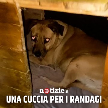 Uniti per salvarli e l'aiuto agli animali randagi