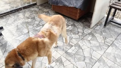 Üzerine kaynar su dökülen sahipsiz köpek tedaviye alındı