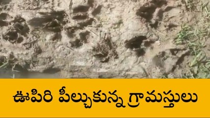 జనగామ: జిల్లాలో పులి కలకలం..!