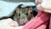 Pet rat Ratty saves Peterborough woman's life