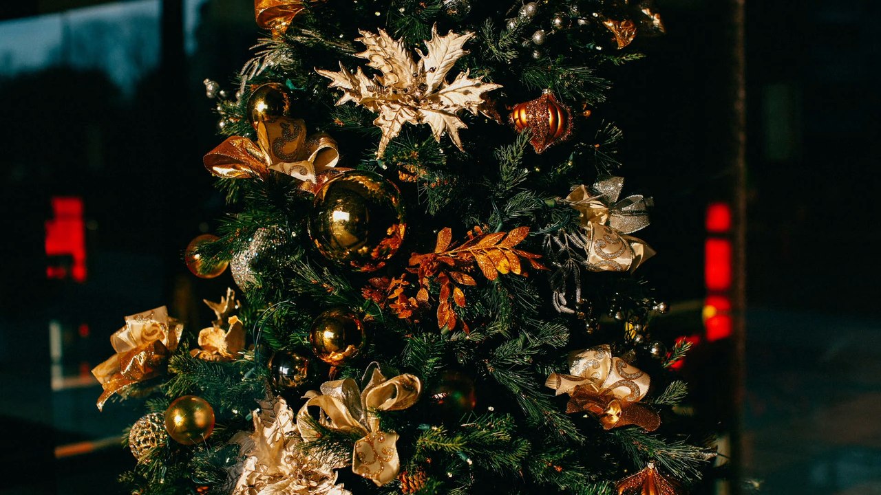 Deshalb können Zecken im Weihnachtsbaum überleben