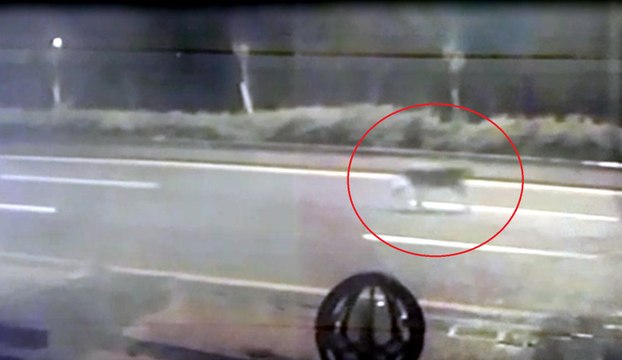 Mühürlü hayvanat bahçesinden kaçan aslan yola indi; o anlar kamerada