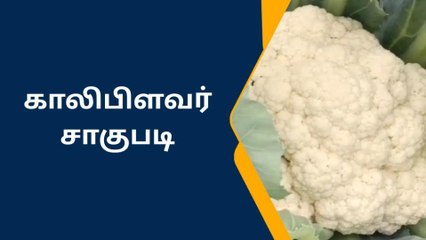 ராமநாதபுரம்:காலிபிளவர் பயிரிட்டு அசத்தும் பட்டதாரி இளைஞர்.!