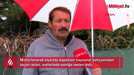 Mühürlü hayvanat bahçesinden kaçan aslan yola indi