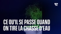 Voici ce qu’il se passe réellement lorsque l’on tire la chasse d’eau