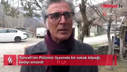 Tunceli’de sokak köpeği, kediyi emzirdi