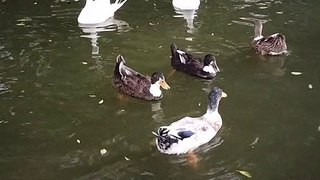 Duck And Goose  Video By Kingdom of Awais