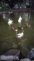 Duck And Goose  Video By Kingdom of Awais