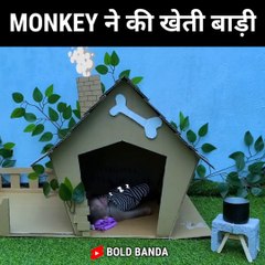 MONKEY ने की खेती बाड़ी | Most Viral Funny Video.
