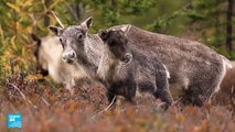 خطة في كندا لحماية حيوانات الرنة المهددة بالانقراض 
