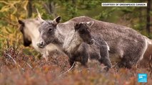 Endangered caribou, emblem of biodiversity crisis