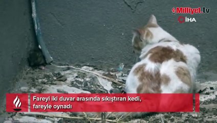 Kedinin fare ile oyunu