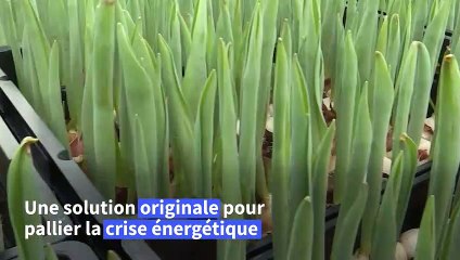 Aux Pays-Bas, des tulipes poussent grâce aux serveurs de bitcoin