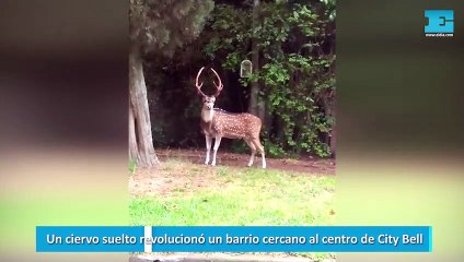 Un ciervo suelto en La Plata
