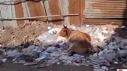 सीधी :जिले में जगह-जगह लगा है कचरे का अंबार,जिम्मेदार नहीं दे रहे ध्यान ...