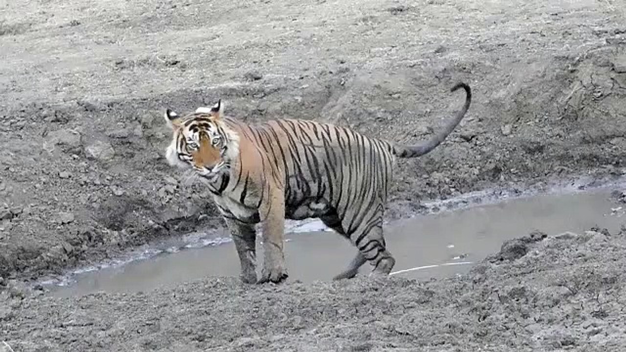 Mukundra Hills Tiger Reserve : इस कारण खौफ व बं...