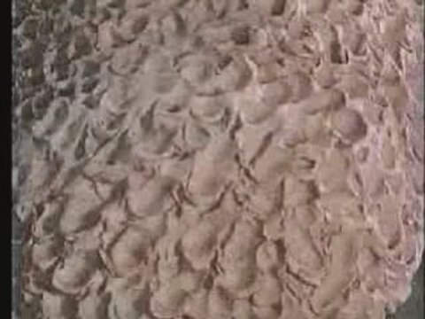 Hoznosti dialogu (Jan Svankmajer, 1982)