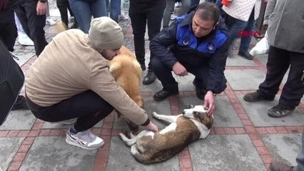 EDİRNE'DE YARALANAN KÖPEĞİN ARKADAŞI YANINDAN AYRILMADI