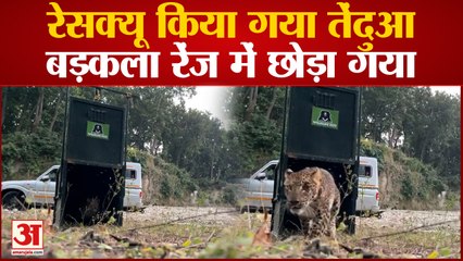 Bagpath: रंछाड़ गांव के जंगल से रेसक्यू किया गया तेंदुआ,बड़कला रेंज में छोड़ा गया