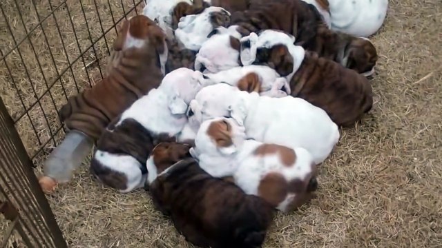 Dog pile! English Bulldog puppies sleeping._HD