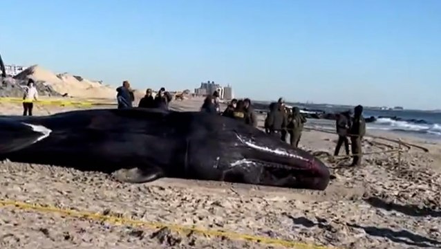 Sperm whale dies after washing up on New York beach in devastating footage