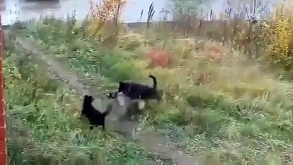 KANGAL SURUSU VS SOKAK KOPEKLERİ