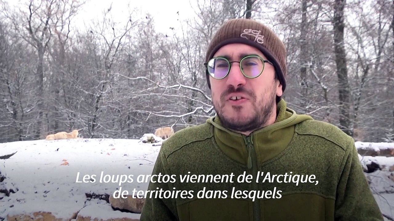En Moselle, de nouveaux loups blancs au parc animalier de Sainte-Croix