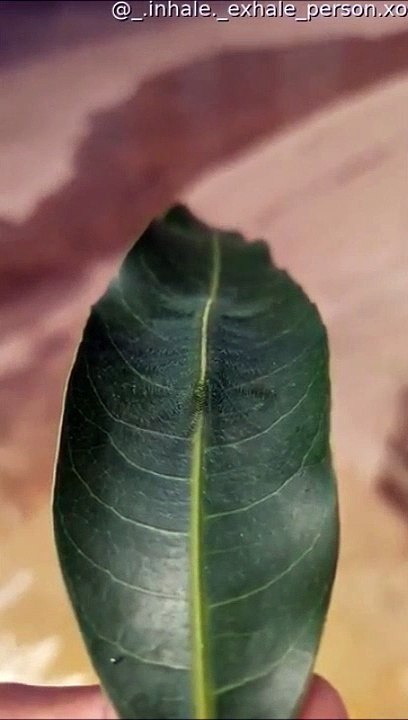 Le camouflage de cette chenille est génial