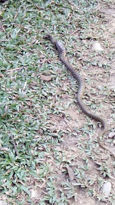 Snake video
