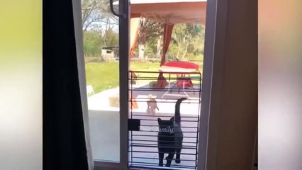 Funniest Animals 2022  Funniest Cats and Dogs  Part 25 _ Pets Family