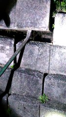 Venomous Night Adder Removed From Wall