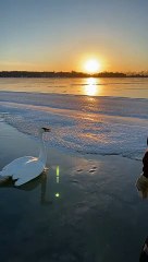 Friends Free Swan Stuck on Frozen Minnesota Lake