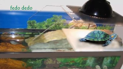 كل شيء عن حوض   السلحفاة