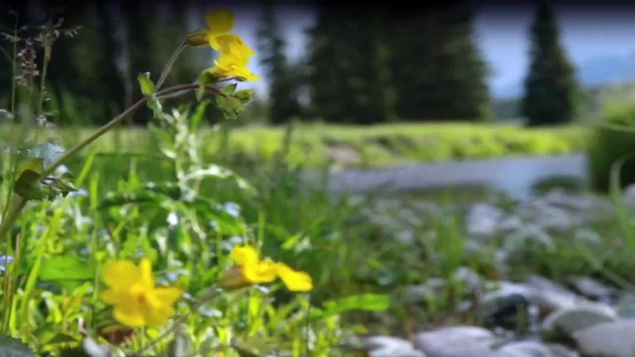 Yellowstone Nationalpark Staffel 1 Folge 2 - Part 02 HD Deutsch