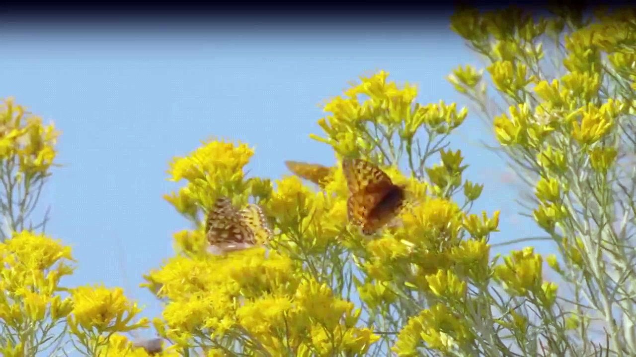 Yellowstone Nationalpark Staffel 1 Folge 3 HD Deutsch