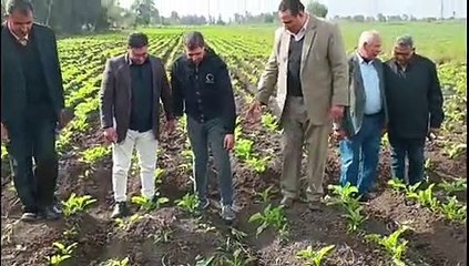 وكيل زراعة دمياط يتابع زراعات القمح والفول ويشدد على زيادة المساحات المنزرعة