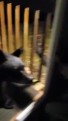 Black Bear Visits Family at Cabin in Gatlinburg