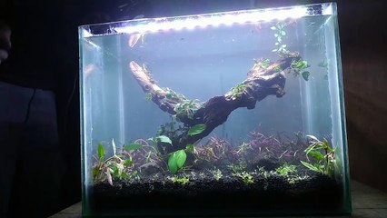 Aquascape - pengisian air_HD