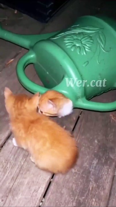 coutning the kittens