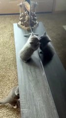 kitten is surprised when watch the doubles