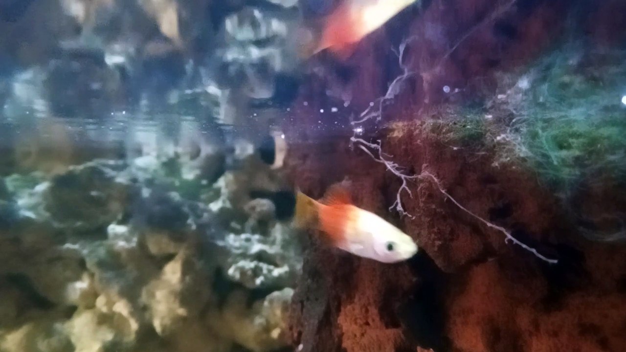 Paludarium mini