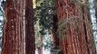 Persona camina entre los arboles Gigantes  (Sequoia gigante)