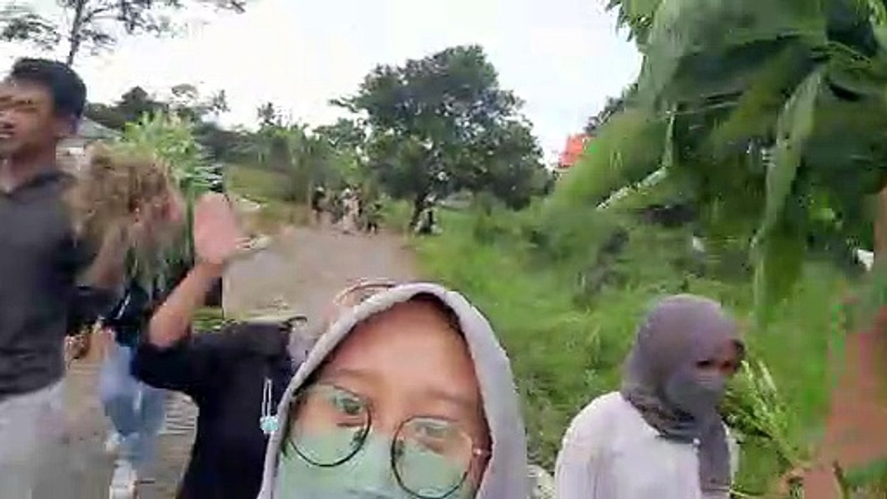 panen kangkung