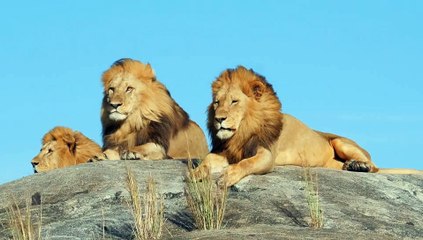Lion Animal - Beautiful Nice video