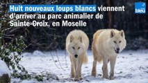 Une meute de huit nouveaux loups blancs accueillie au parc animalier de Sainte-Croix