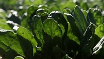 NSW Health urges people to throw out Riviera Farms spinach from Costco after nine people across Sydney hospitalised