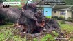 Tornado knocks tree into a preschool in Florida