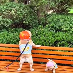 I LAUGHED FOR HALF AN HOUR! FIERCE JOKES. Funny Dog.